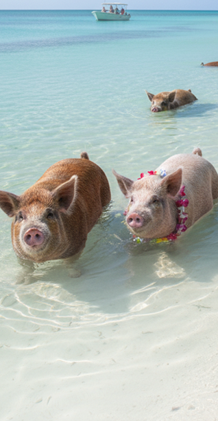 Swimming Pigs & Snorkeling at Mansa Bay